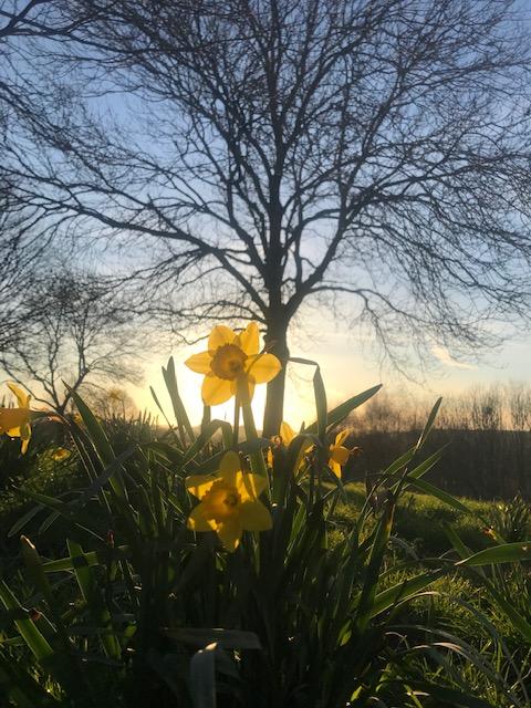 Spring Daffodils